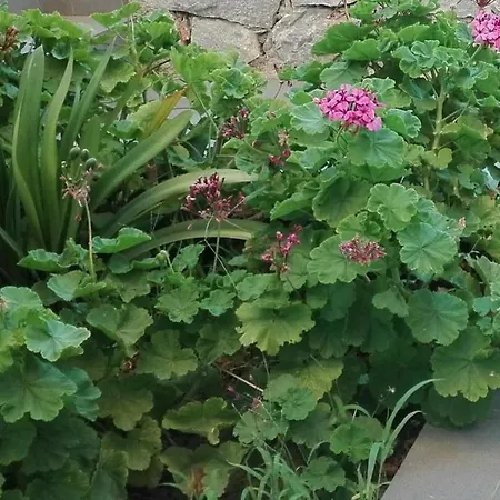 New Sea Escape Boutique Apt-agii Aposto Li Apartment Chania (Crete)